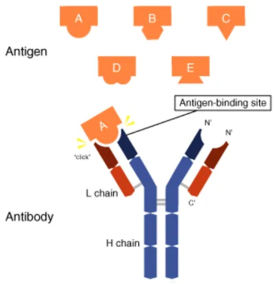 Illustration antibody - Image 2