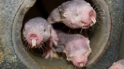 Illustration labor - Image 2