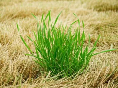 Illustration fog - Image 1