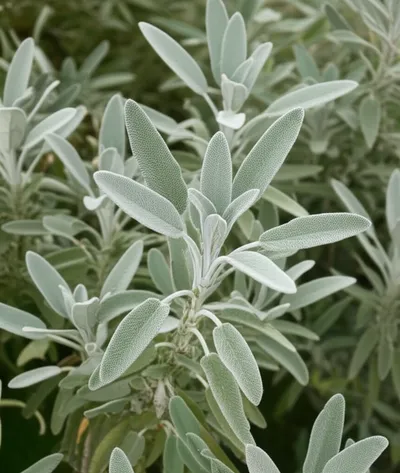 Illustration sage - Image 1