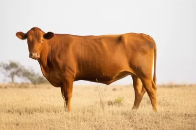 Illustration cutters - Image 1