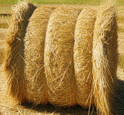 Illustration bottle - Image 1