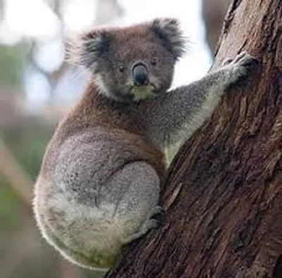 Illustration koala - Image 2