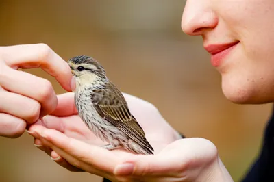 Illustration trusts - Image 1