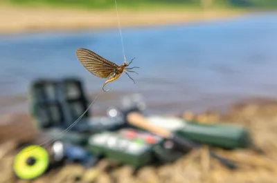 Illustration drakes - Image 1