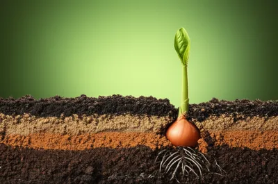 Illustration layers - Image 1