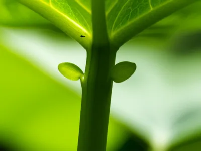 Hình ảnh minh họa stipulate - Ảnh 1