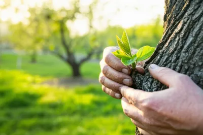 Illustration graft - Image 1