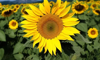 Illustration determinate - Image 1