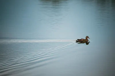 Illustration ruffled - Image 1