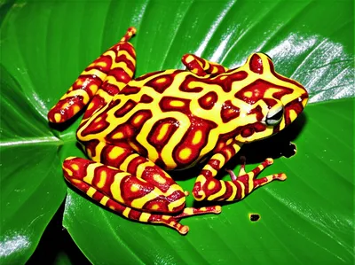 Illustration poisonous