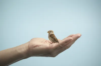 Illustration minimise