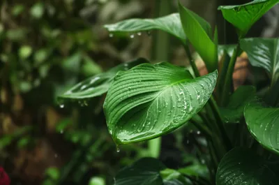 Illustration waters - Image 1