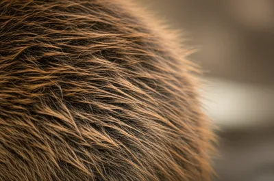 Illustration beavers - Image 1