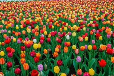 Illustration patterns