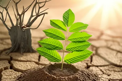 Illustration restore - Image 1