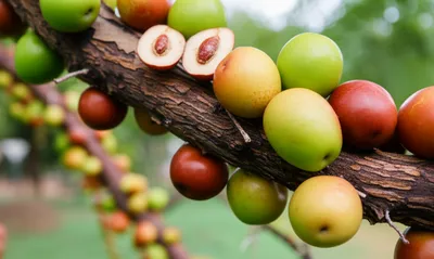 Illustration jujube - Image 1