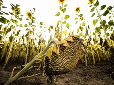 Illustration inclining