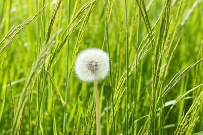 Illustration brushed - Image 1