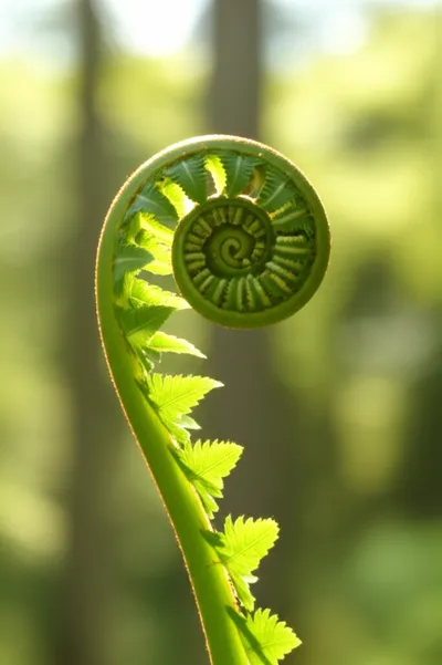 Illustration unfurl - Image 1