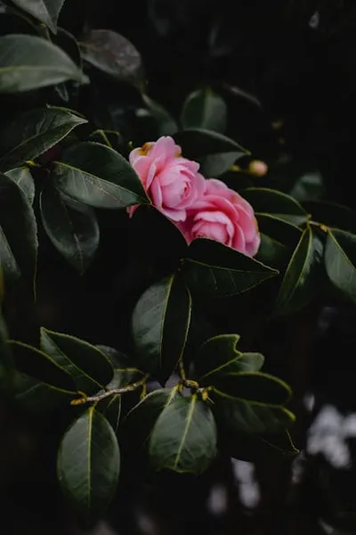 Illustration camellias - Image 2