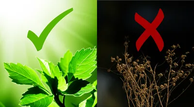 Illustration predicates - Image 1