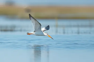 Illustration skimmer - Image 1