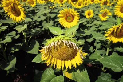 Illustration declination - Image 1