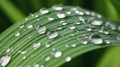 Illustration pearling - Image 1