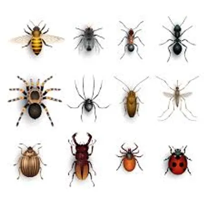 Illustration bug - Image 2