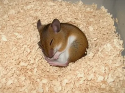 Illustration litter - Image 1