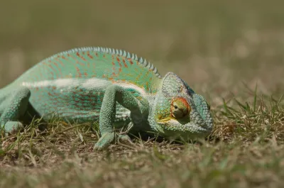 Illustration lying - Image 1