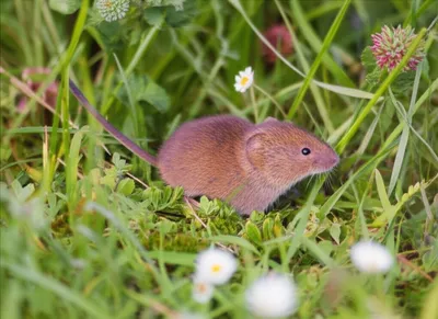 Illustration vole - Image 1