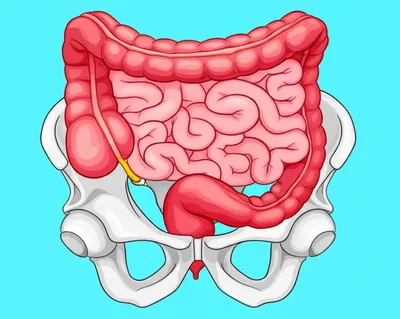 Illustration colon - Image 1