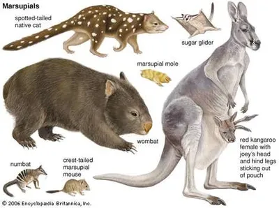 Illustration marsupial - Image 2