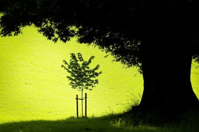 Illustration shadowed - Image 1