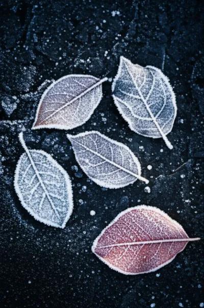 Illustration rime - Image 1