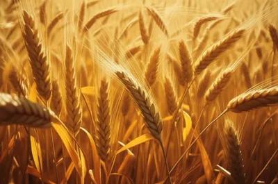 Illustration crisp - Image 1