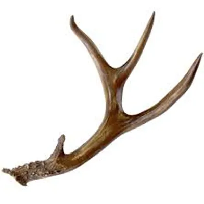 Illustration antler - Image 2