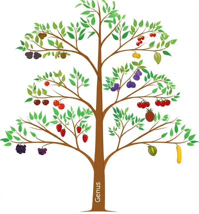 Illustration subgenera