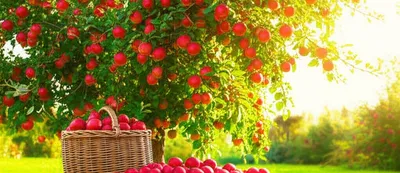 Illustration yielded - Image 1