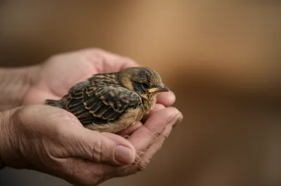 Illustration cradled - Image 1