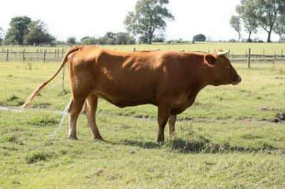 Illustration stales - Image 1