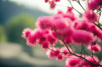 Illustration mimosas - Image 1