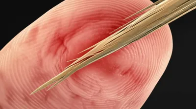 Illustration burr - Image 1