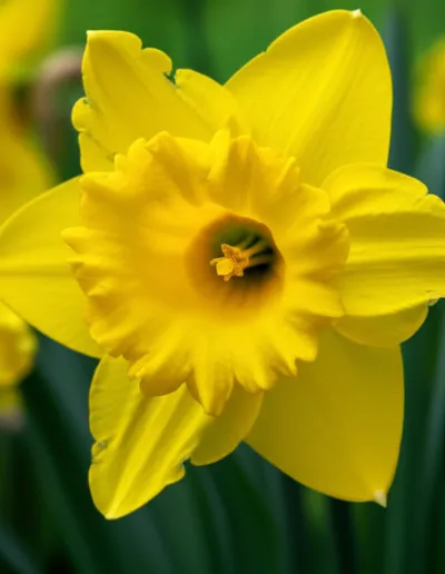 Illustration daffodils - Image 2