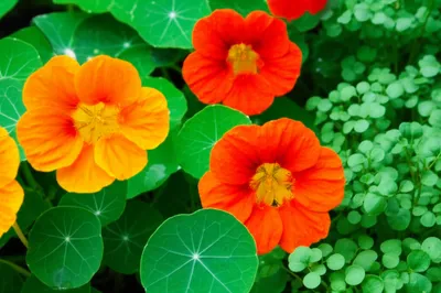 Illustration nasturtium - Image 1