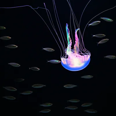 Illustration stared - Image 1