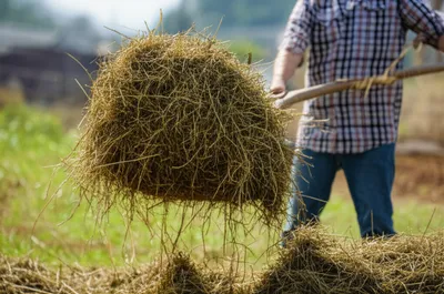 Illustration forks - Image 1