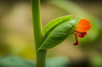 Illustration bract - Image 1